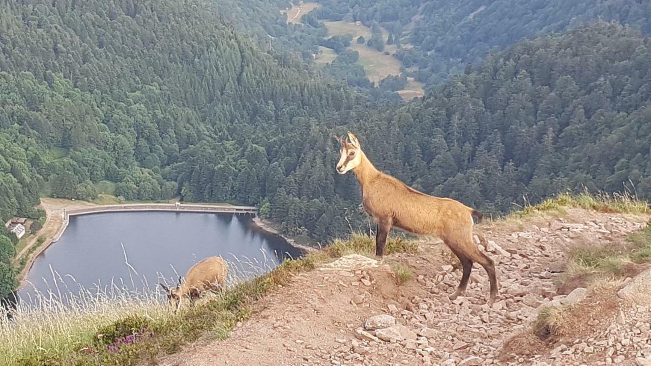 Naturezenkota Mittlach Exteriör bild